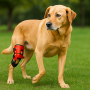 Does My Dog Need a Knee Brace?