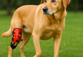 Types of Dog Leg Injuries and Which Ones Benefit from Braces