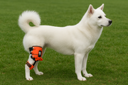 What Is a Dog Knee Brace? An Informed Guide for Caring Dog Owners